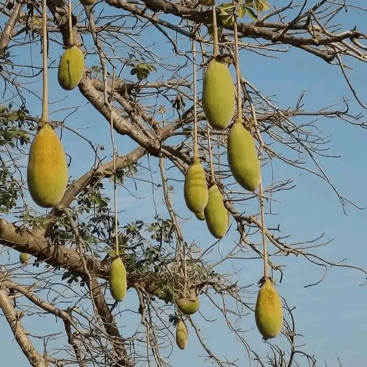 Baobab Bio - Fruit Sec et Poudre de Baobab