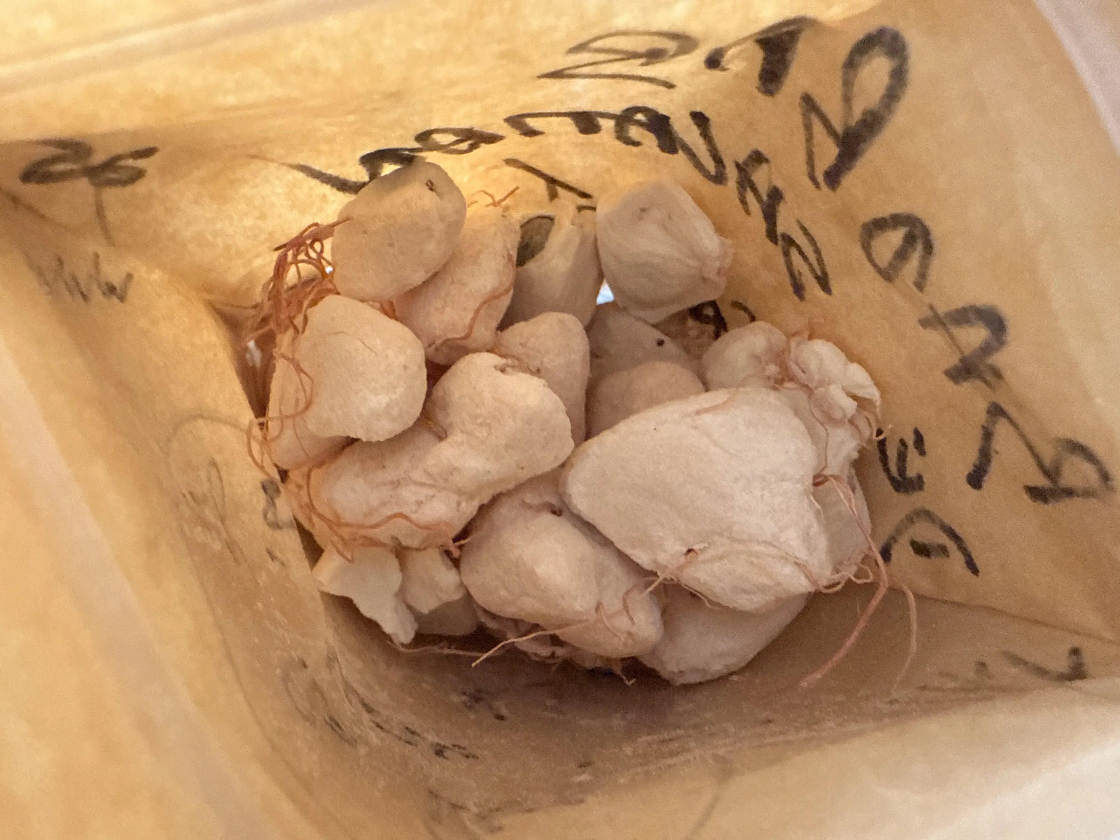 BAOBAB de SALAMAN - LE GRIOT | FRUIT SEC 100g