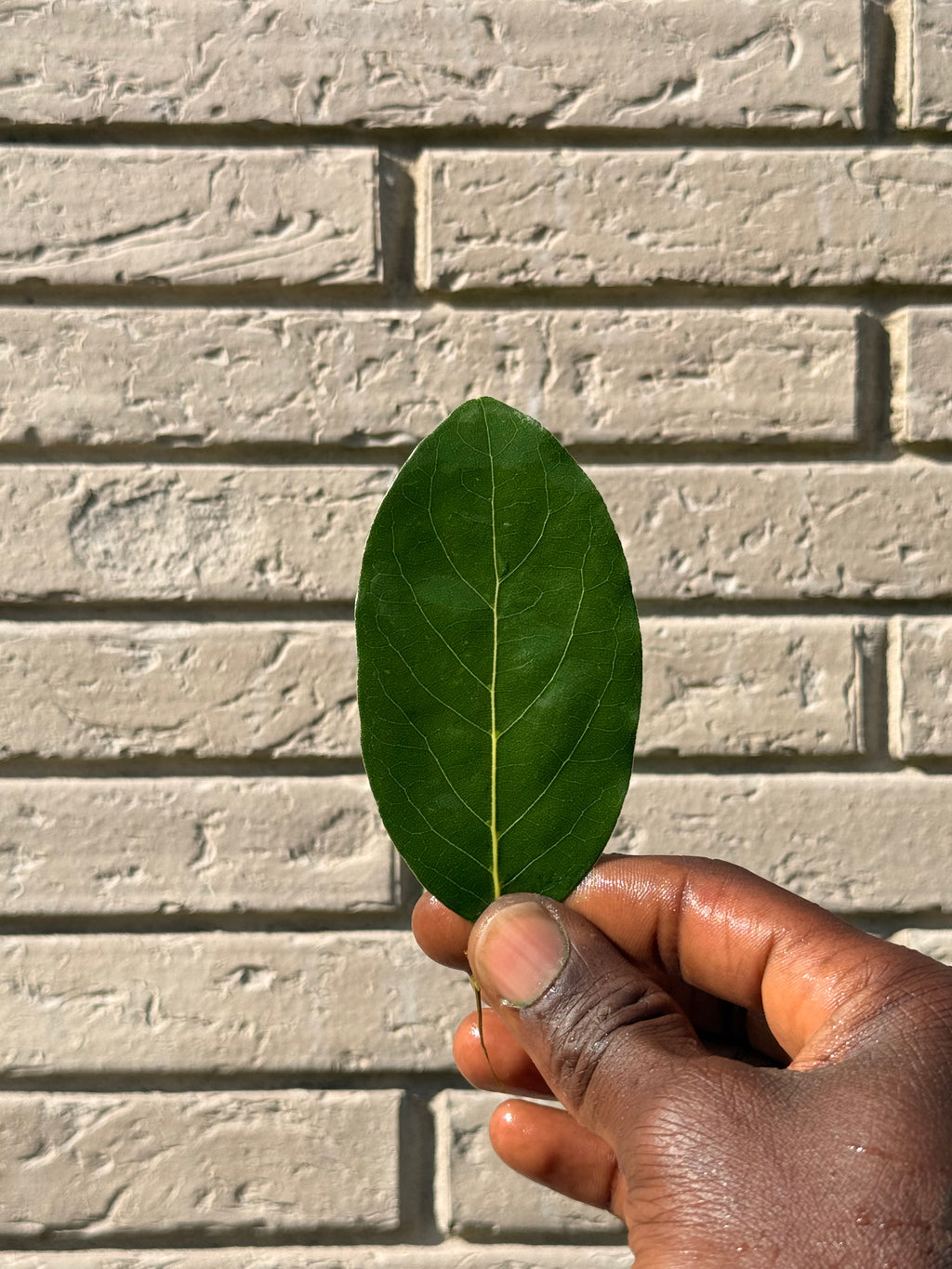 PACK PLANTES SACRÉES de SALAMAN - LE GRIOT | Le Rituel Complet d’ALKEBULAN