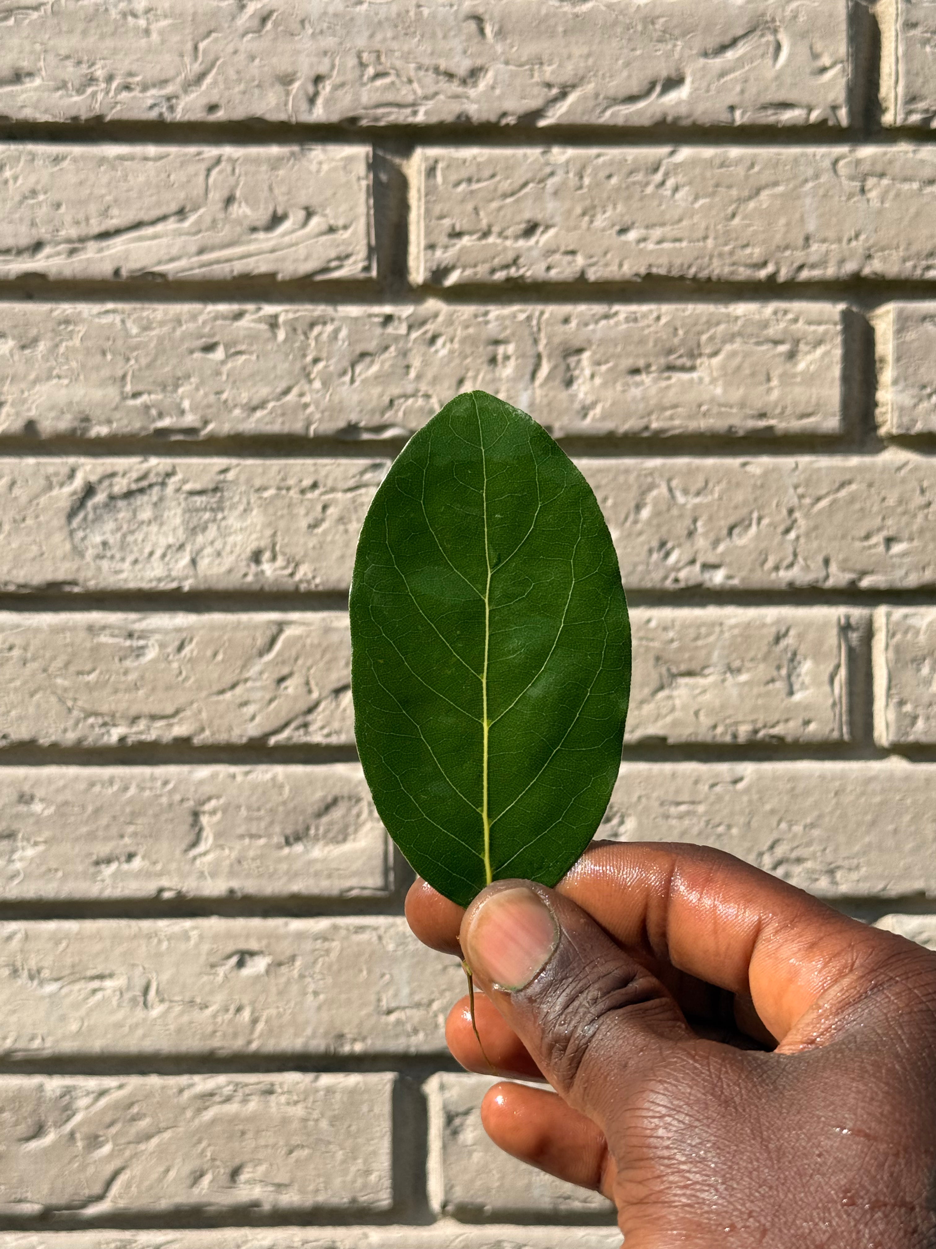 PACK PLANTES SACRÉES de SALAMAN - LE GRIOT | Le Rituel Complet d’ALKEBULAN