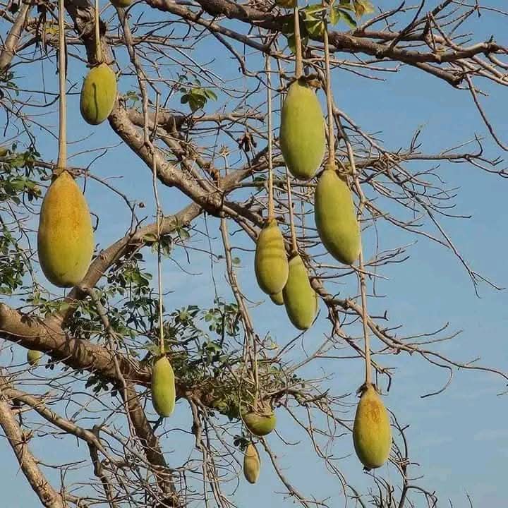 BAOBAB de SALAMAN - LE GRIOT | 70g - Le Rituel du 7