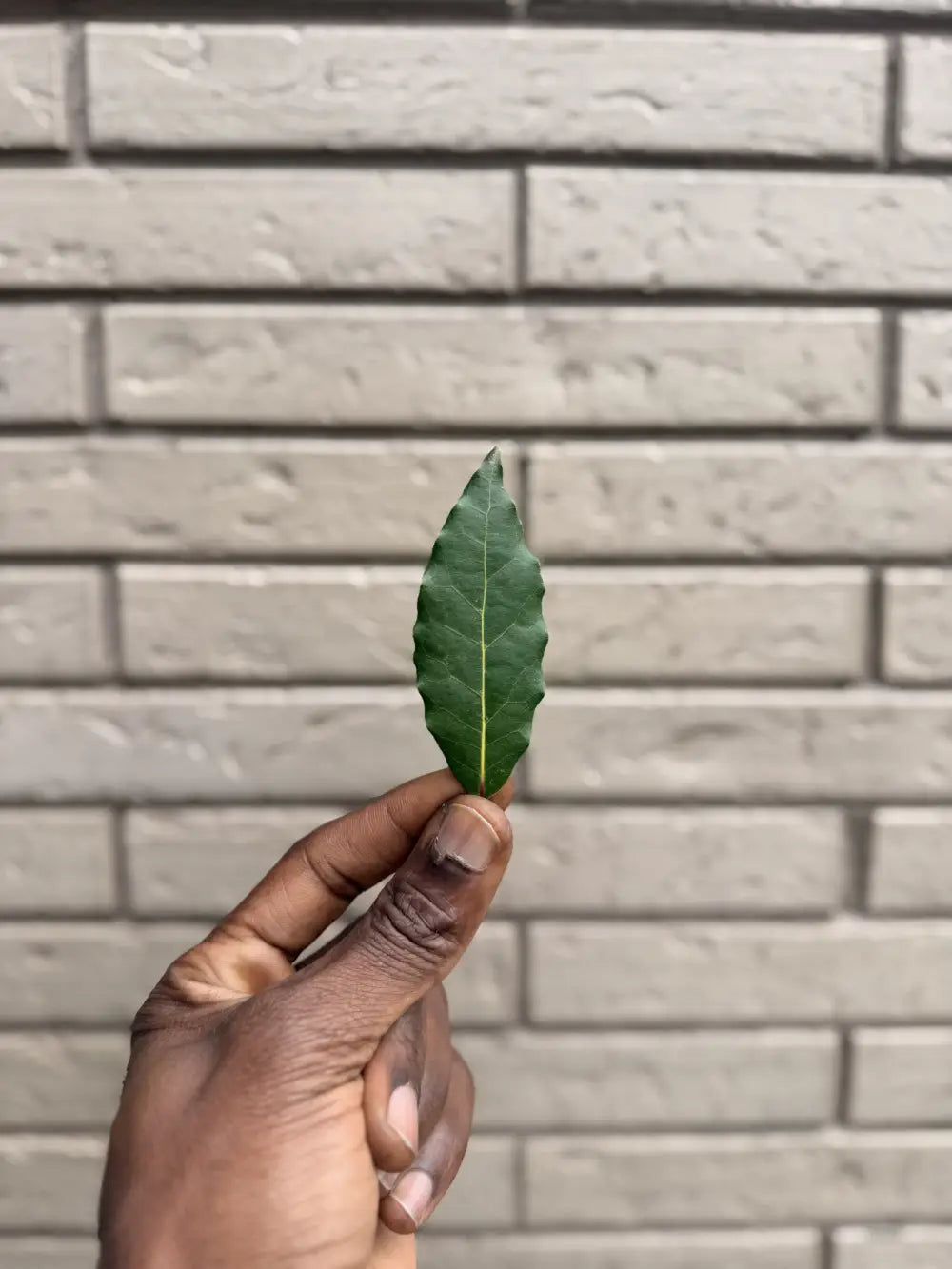 Les 7 Feuilles de Laurier Sacrées de Salaman Le Griot