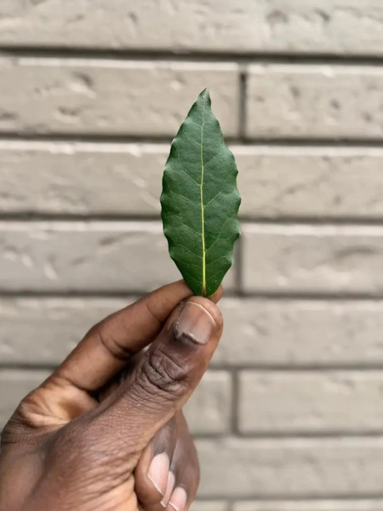 Les 7 Feuilles de Laurier Sacrées de Salaman Le Griot