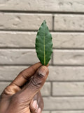 Les 7 Feuilles de Laurier Sacrées de Salaman Le Griot