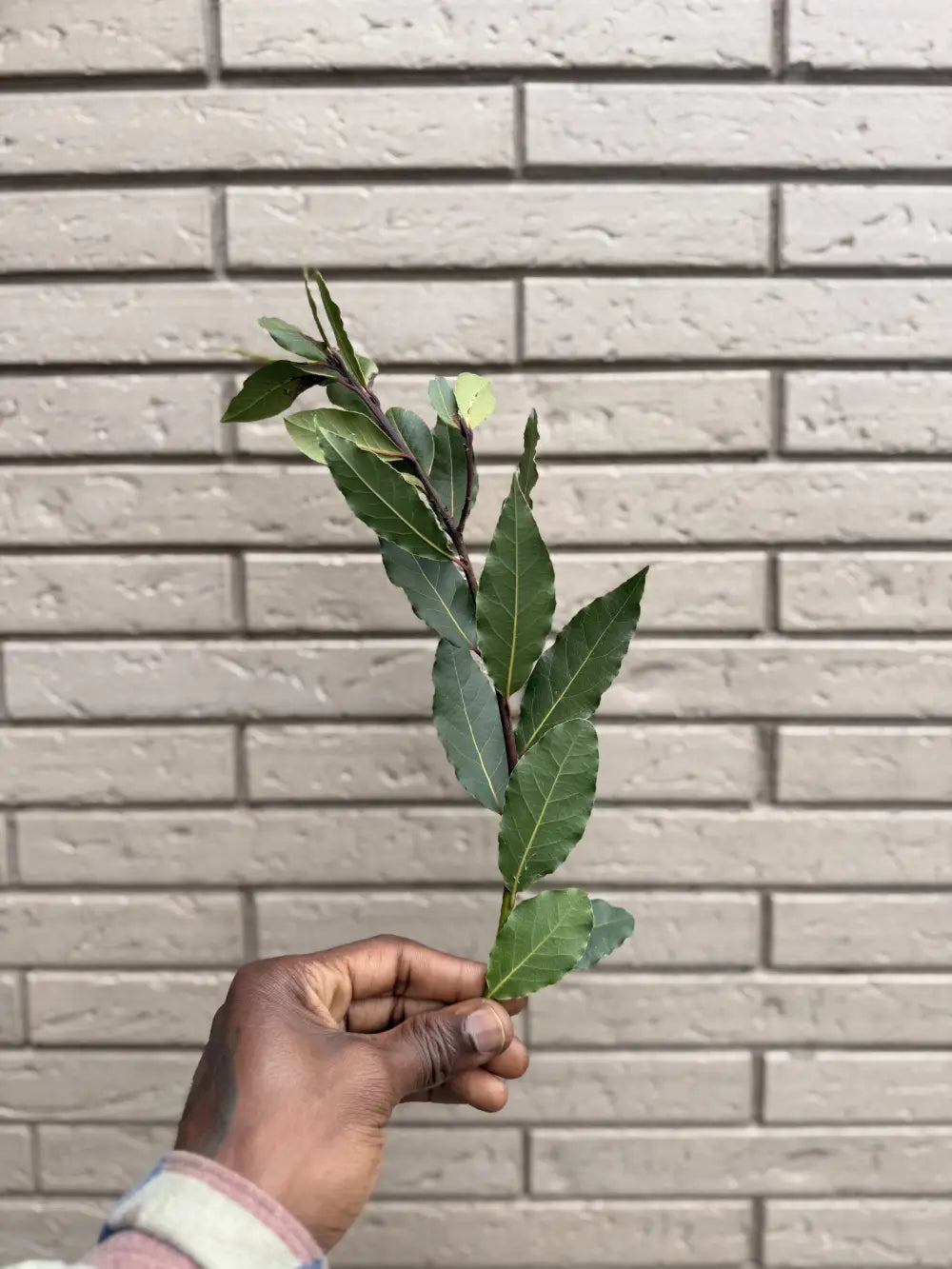 Les 7 Feuilles de Laurier Sacrées de Salaman Le Griot